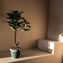 나만의 그린 인테리어 이미지