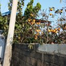 남산 마을회관 앞 이미지