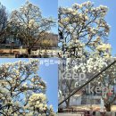 목련시장 | [공지] 대구 신매동 목련 카페 켑트베이커스 주차