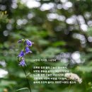 모시대 이미지