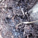 탑골목장 이미지