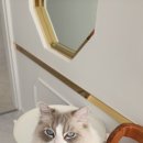 랙돌카페냐옹 이미지