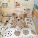 강아지분양 꽃강아지 중랑점 이미지