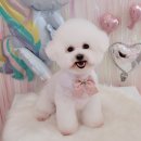 플러스 애견미용실 이미지