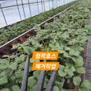 순이네농장 이미지