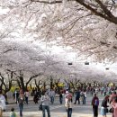 봄나들이는 이곳으로, 2024 봄꽃 축제 4곳 이미지