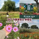 코스모스 어린이집 | 대구 가을꽃명소 코스모스 백일홍 하중도 대구정원박람회
