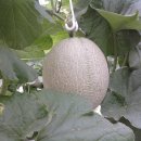 야훼농장 이미지