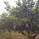 조흥농장 이미지