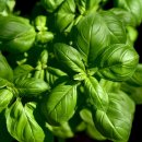 페스토랑 이미지