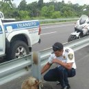 나무늘보 이미지