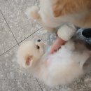 서른살나의펫 이미지