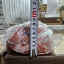 호주산 TBS 67 S 개별홍두깨(0mm) 판매합니다 이미지