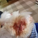 멘토동물병원 이미지