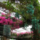 연수꽃식물원 이미지