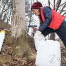 지리산나무수액영농조합