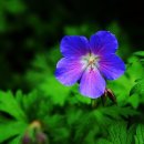 하나행정사 이미지