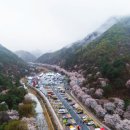 금산화원