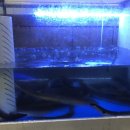 대머리장어 이미지