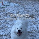 위드펫 빌리지 이미지