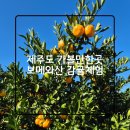 햇빛농장2 | 제주도 제주 동쪽 여행 가볼만한곳 보메와산 감귤체험 농장 / 예약 / 가격 / 귤 따기 / 솔직후기