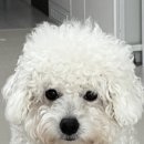 소중하개 이미지