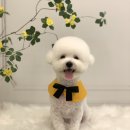 댕그루밍 이미지