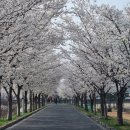 스타벅스영천완산디티(DT) | [영천 카페] 우리 동네 힐링 스팟, 스타벅스 영천완산DT점 가족 나들이 후기 ☕🌸