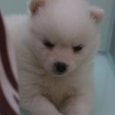 펫매니저 이미지