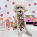 멍글멍글애견호텔미용 이미지