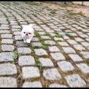 광주강아지분양 펫블리 애견 샵 이미지