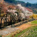 섬진강매화로 이미지