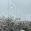 황구지천 | 도나스데이 본점(수원) - 황구지천 벚꽃 / 평일 주차 후기