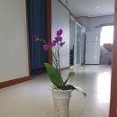 효자손안마원 이미지