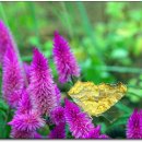 여우꼬리 이미지