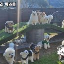 독스쿨 이미지
