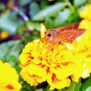 나비공원　 이미지