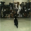 하이냥이 이미지