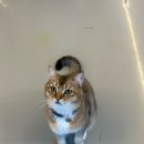 가방위에 고양이 | [전주 카페]깔끔한 전주 고양이 카페 굄 후기