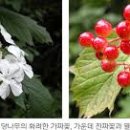 산야초-백당나무 이미지