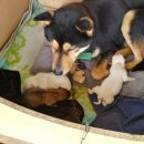 고개농장 이미지