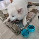 복슬 강아지 | [내돈내산] 펫토이 후기 (feat.우리집 복슬 강아지)