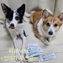 우리집 막둥이 | (강아지 유산균 추천)마이크로바이옴 장건강 우리집 막둥이 유산균 급여 후기