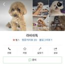 라비쉬독 이미지