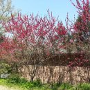 토브의 강가 이미지