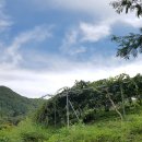 우림농장1 이미지