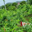 함안어탕 이미지