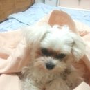 구피애견 네이버블로그