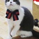 멍멍스쿨 이미지