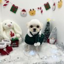 뽀도독 | [경산 하양 애견미용-뽀도독] 경산 애견미용잘하는 곳! 뽀도독 후기